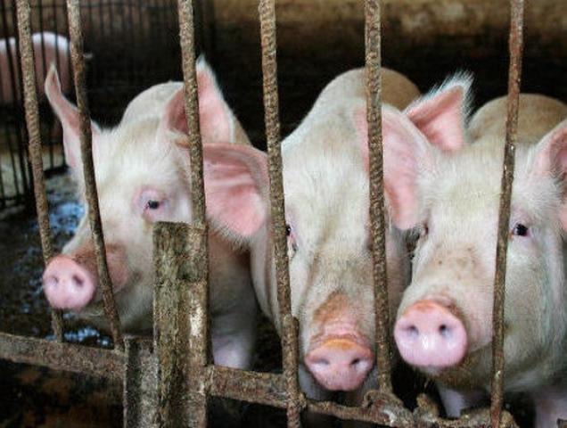 В Белгородской области просят вернуть свиноводство в подсобные хозяйства