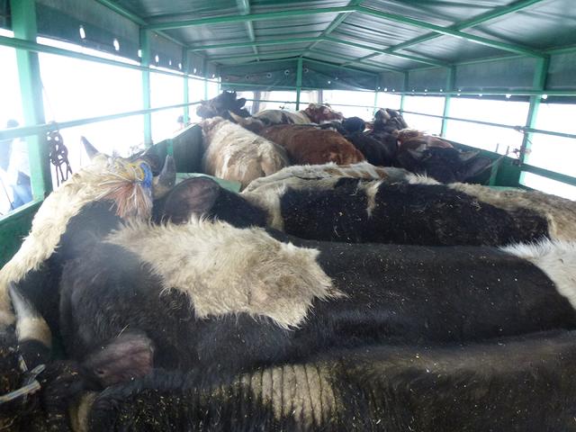 Белгородец на тракторе пытался переправить с Украины в Россию 16 коров