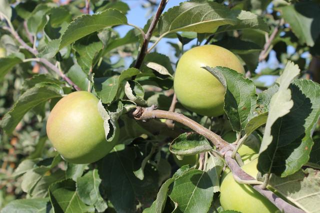 В апреле в Яковлевском районе появится большой яблоневый сад