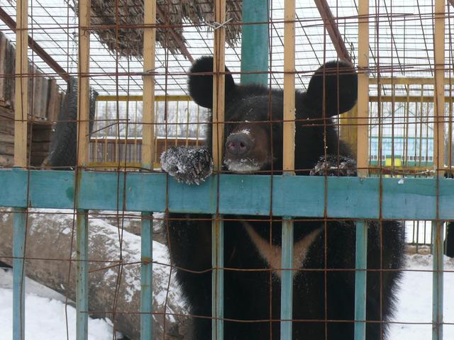 Гималайский медвежонок переедет из старооскольского зоопарка в белгородский