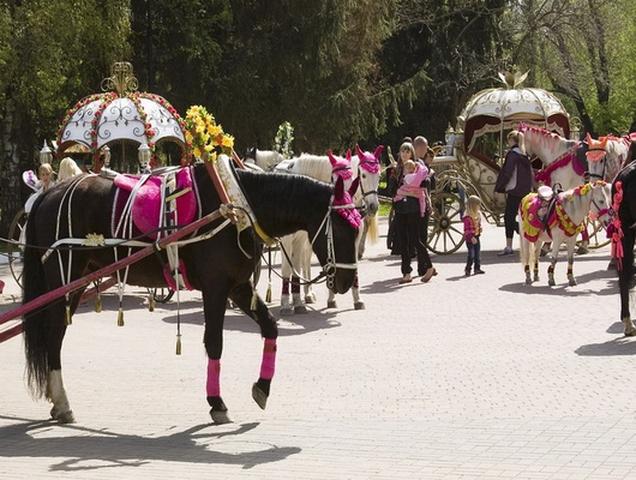В Белгороде городские власти собираются упорядочить катание на лошадях