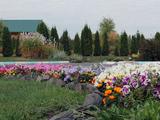 В белгородский ботанический сад пришла осень - Изображение 19