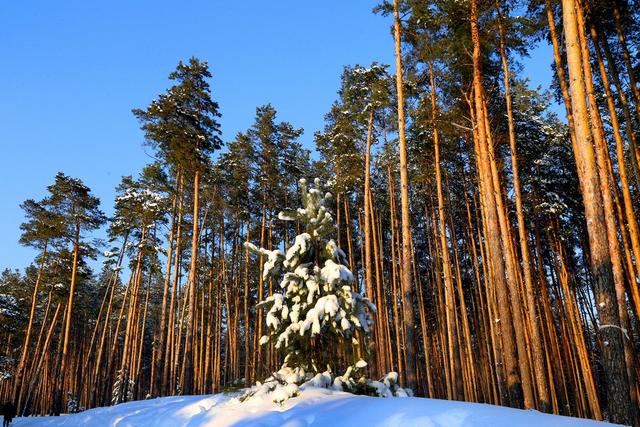 В Красненском районе за год посадили больше 200 га леса