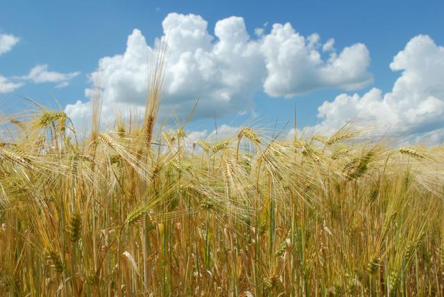 Белгородская область за два года на четверть увеличит объём выращиваемых зерновых