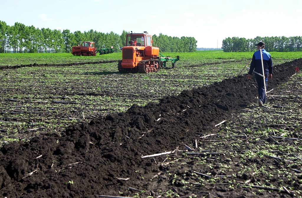 В Белгородской области зерновые займут 285 тысяч га полей