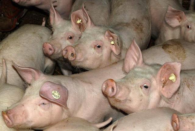 Белгородские учёные создали препарат для борьбы с запахами на свинокомплексах