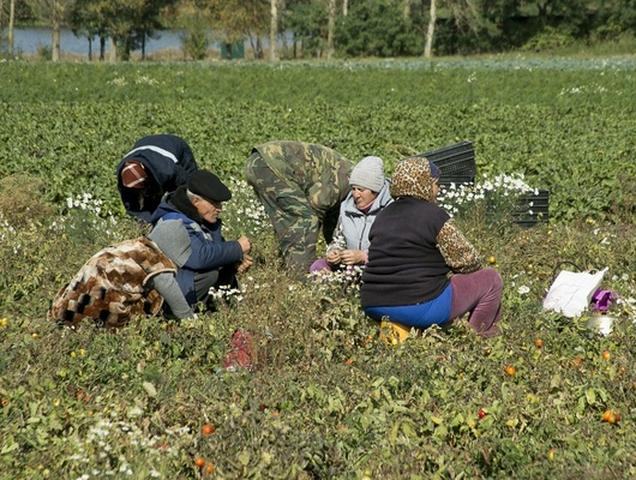 Белгородцев призывают объединяться в сельхозкооперативы