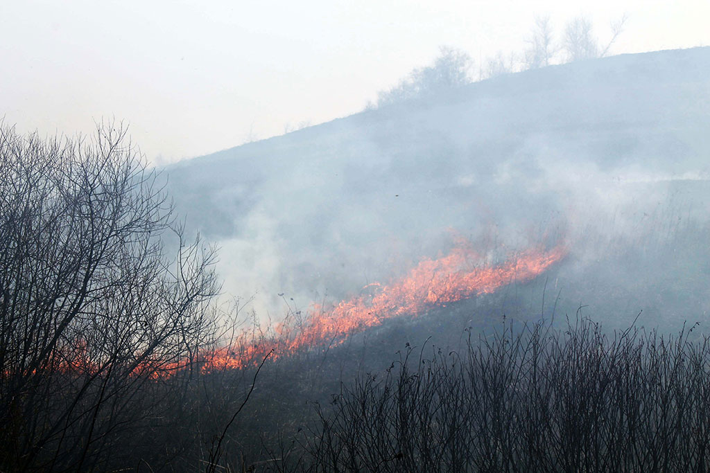 В Белгородской области ущерб от пала травы заставят возмещать поджигателей