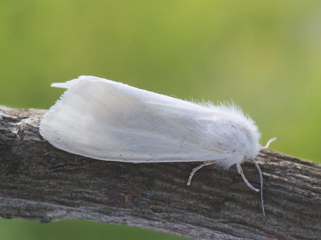 Белая Бабочка Фото