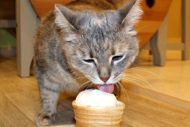 В Белгороде наладят выпуск мороженого для кошек и собак 