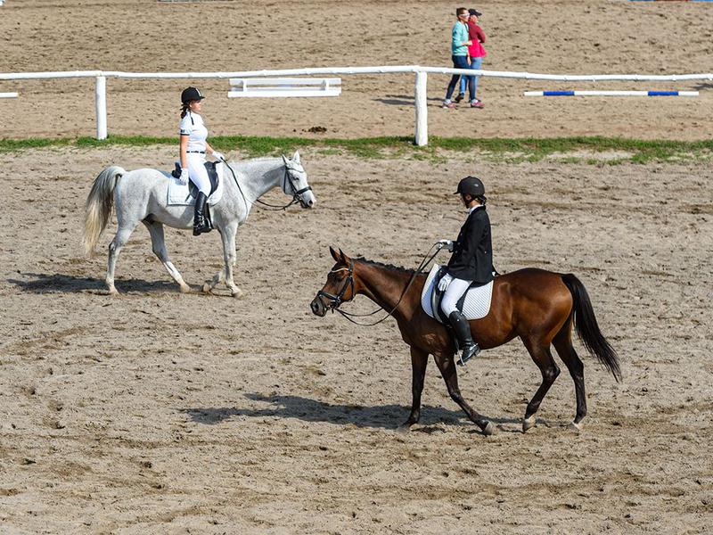 Как в Белгороде прошли соревнования по конному спорту