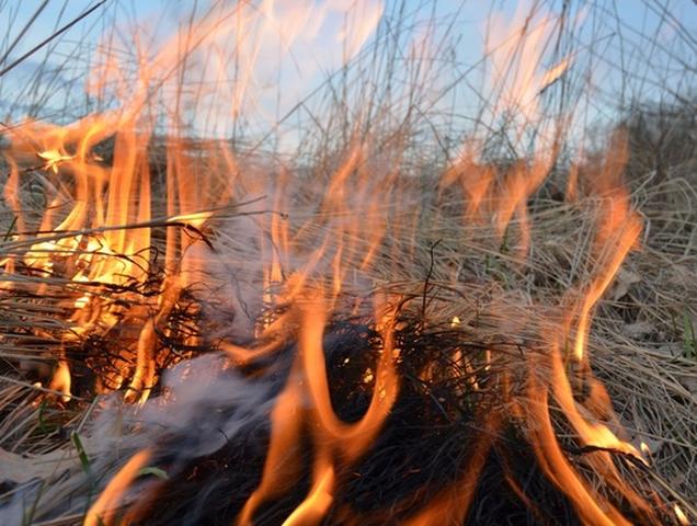 Белгородский облсуд взыскал с поджигателя травы 300 тысяч рублей