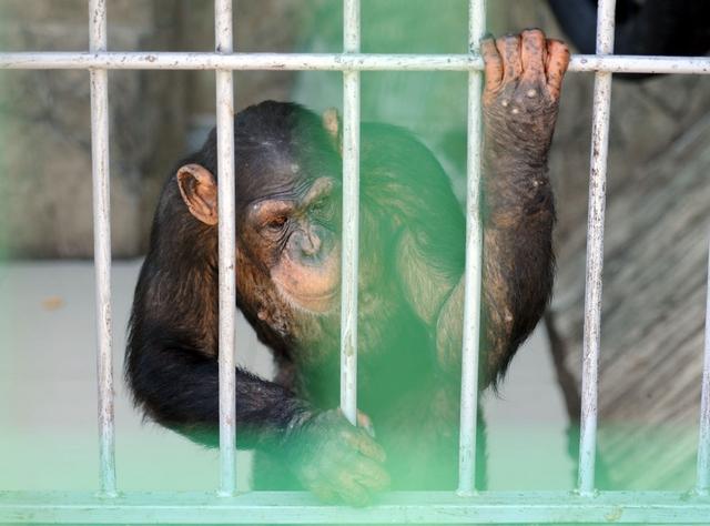 Шимпанзе из старооскольского зоопарка привезли будущую невесту
