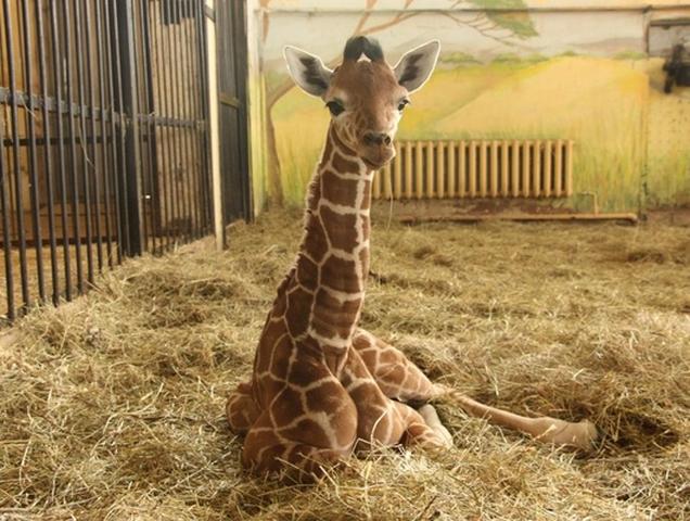 Жираф в белгородском зоопарке проведёт на карантине около месяца