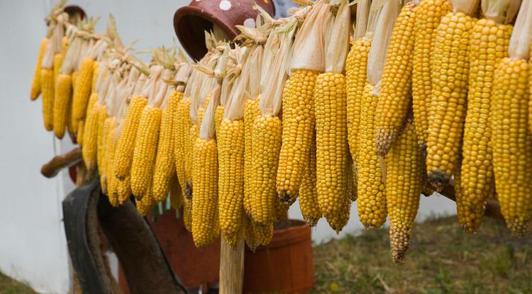 Белгородские аграрии завершают уборку подсолнечника и кукурузы