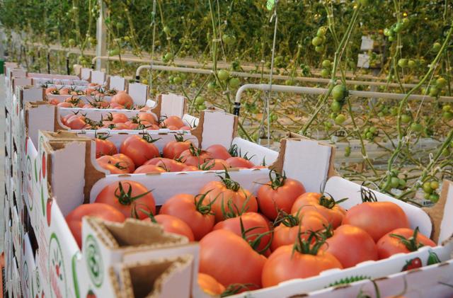 К 2015 году производство овощей в теплицах доведут до 37,5 тыс. тонн