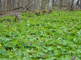 50 оттенков радуги. В заповеднике «Белогорье» массово цветут эфемероиды - Изображение 4