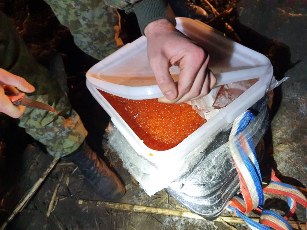 Белгородские пограничники пресекли контрабанду красной икры на Украину