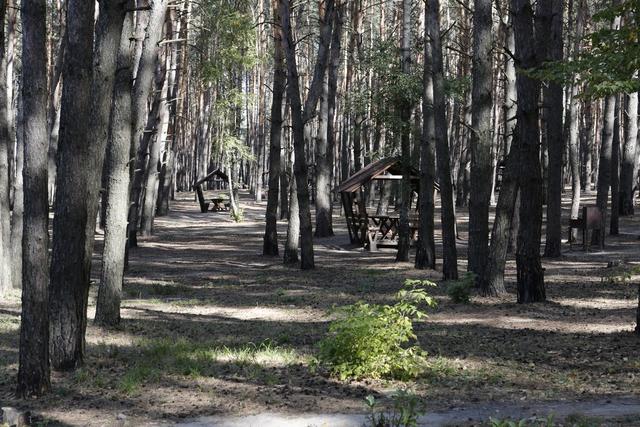 Белгородские депутаты ужесточили наказание за нарушение правил безопасности в лесах