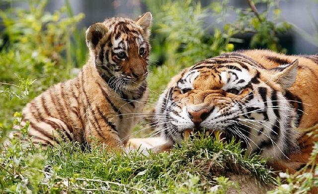 В белгородском зоопарке появятся тигры