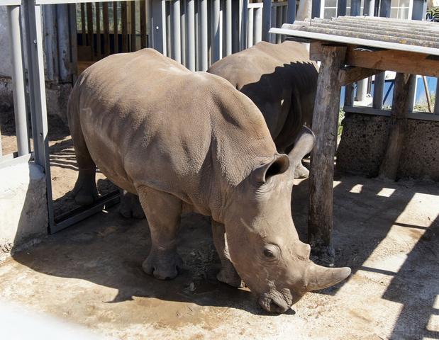 В старооскольском зоопарке носороги успешно прошли карантин