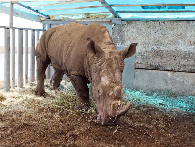 В старооскольский зоопарк привезли носорога