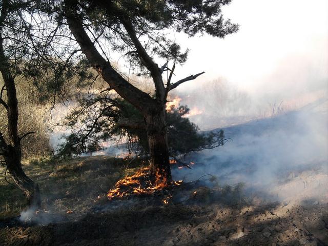 Евгений Савченко предложил ужесточить наказание для поджигателей лесов