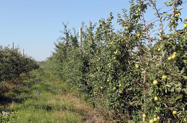 Ключевую роль в развитии садоводства в Белгородской области отводят агрохолдингам