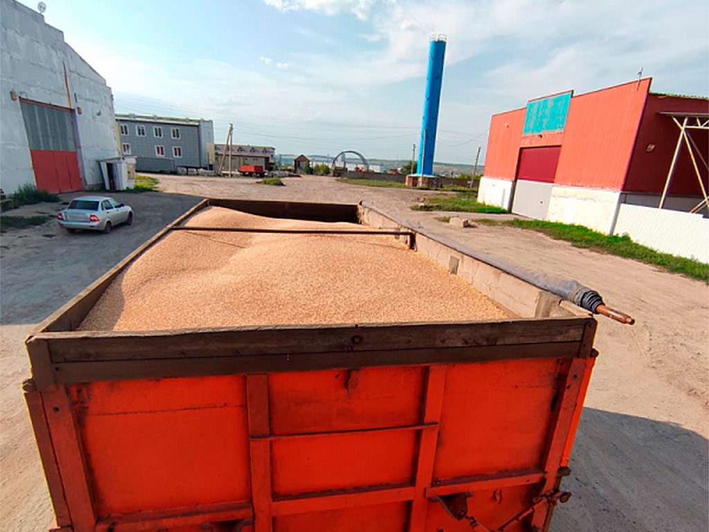 В Старом Осколе украли с поля 26 тонн пшеницы