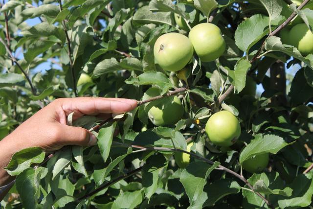 Белгородский агрохолдинг создал дочернюю структуру для производства яблок