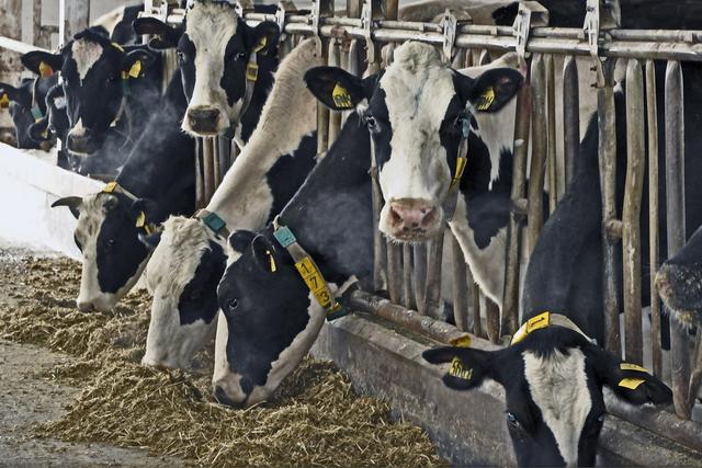 В Белгородской области чипировали 73 тысячи голов скота