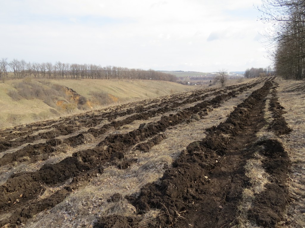 В Белгородском районе заложили дубраву на восьми гектарах