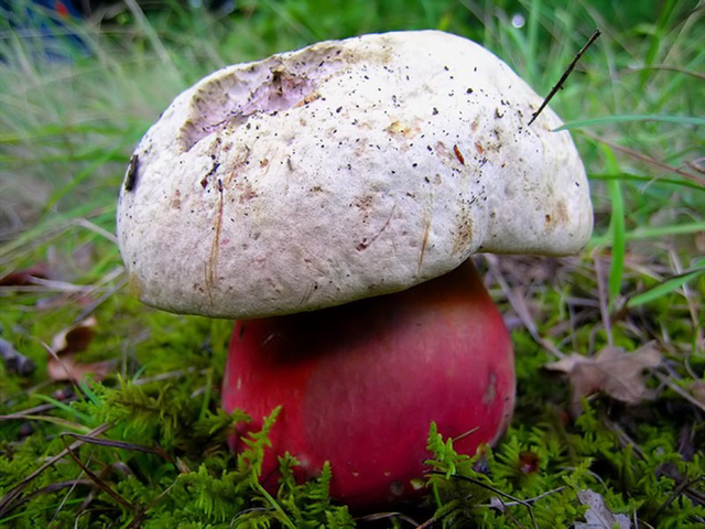 В июне девять белгородцев отравились грибами