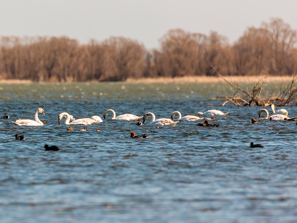 На пруд в Новооскольском округе прилетело около 200 лебедей-шипунов