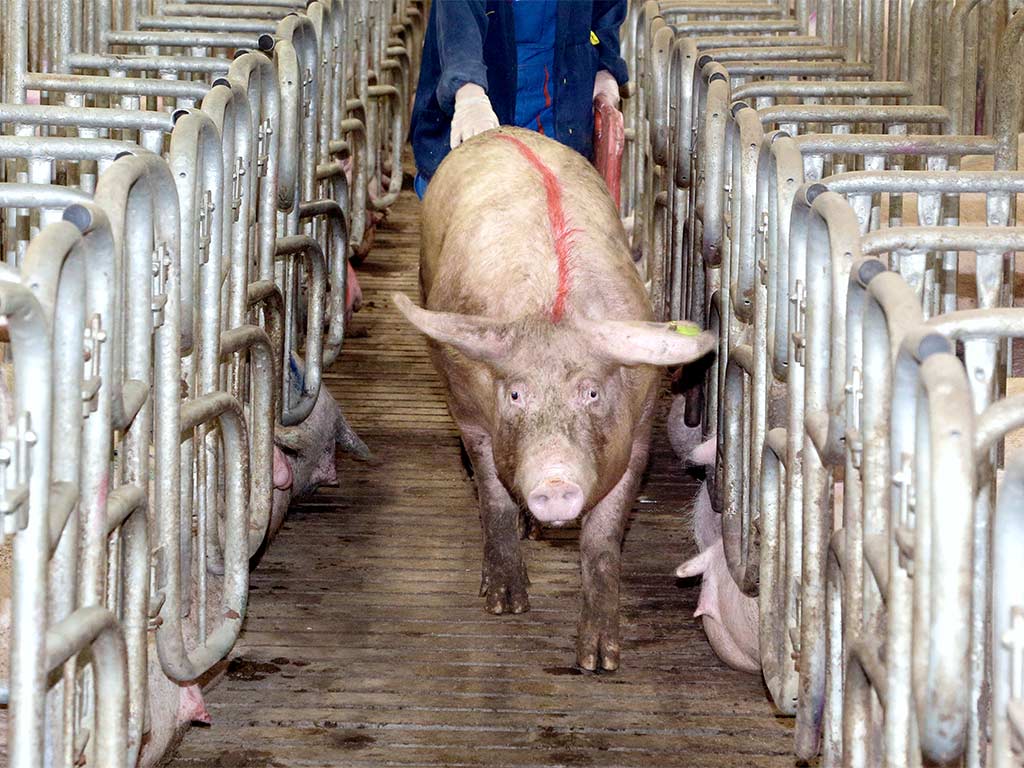 В 2021 году из‑за АЧС в Белгородской области уничтожили 75 тысяч свиней