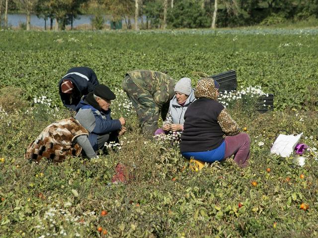 Белгородские власти хотят поддерживать фермеров, вступивших в кооператив
