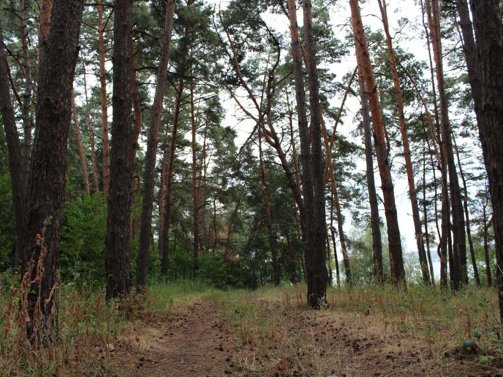 Вячеслав Гладков указал на захламлённость белгородских лесов