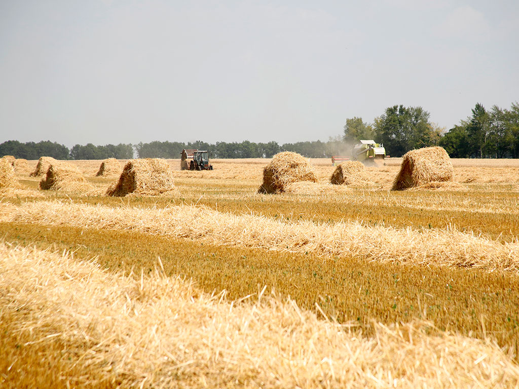Белгородская область хочет нарастить аграрный экспорт до 3 млрд долларов