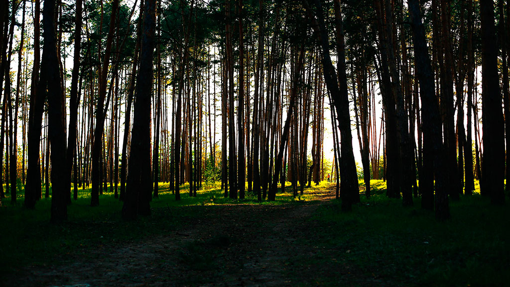 Белгородцам на заметку: как помочь себе, если потерялся в лесу, и другим – чтоб тебя нашли