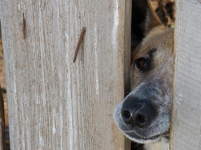 В Белгородской области ввели новый порядок обращения с бездомными животными