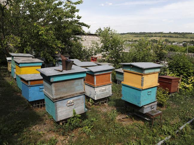 Белгородские власти проконтролируют возмещение ущерба пасечникам от мора пчёл