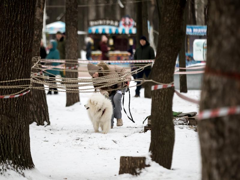 В Белгороде прошёл забег «Хаски-Trail» (фоторепортаж)