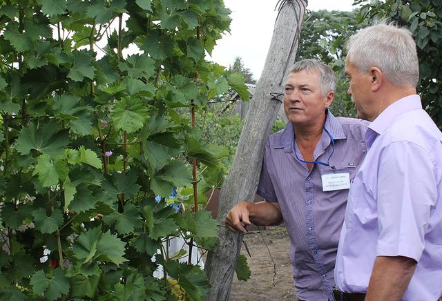 Чернянский виноградарь ищет новые рынки сбыта