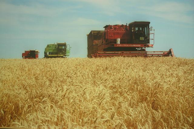 Белгородские аграрии винят в низких урожаях засуху