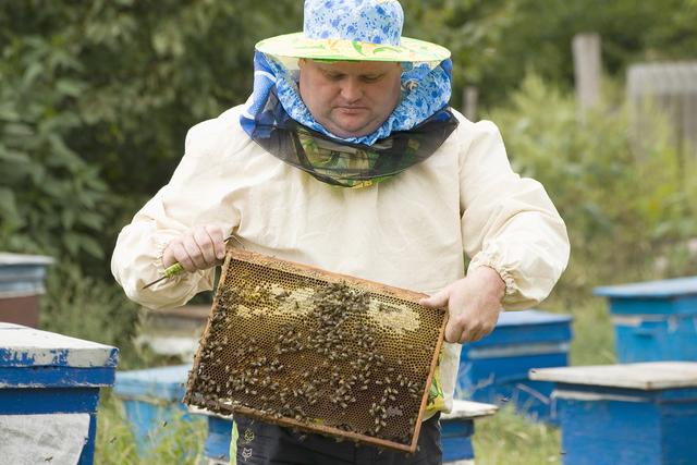 Белгородский центр развития пчеловодства откроют до конца 2015 года 