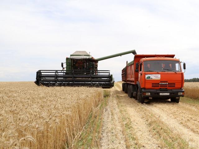 В Белгородском районе заявили о небывалом урожае озимой пшеницы