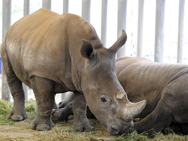 В старооскольском зоопарке появилась пара носорогов