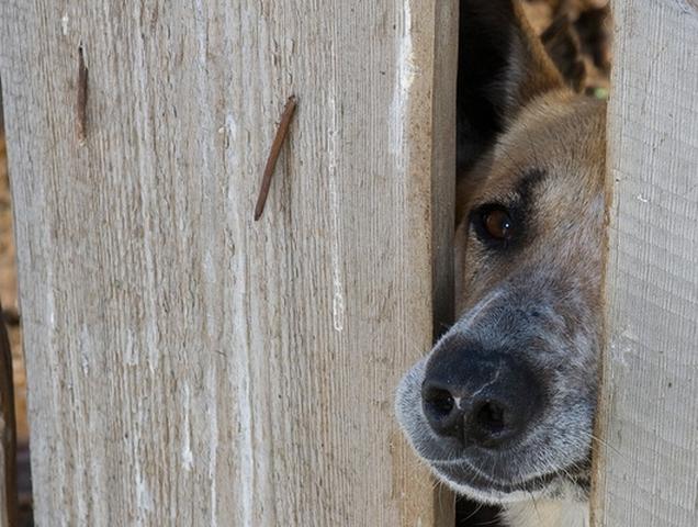 Житель Чернянского района убил трёх соседских собак