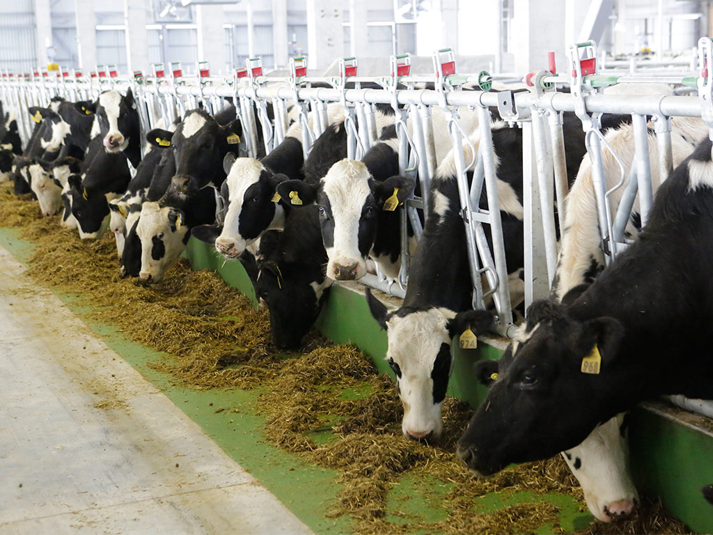 Белгородский НОЦ смог решить проблему лейкоза у коров на молочных фермах