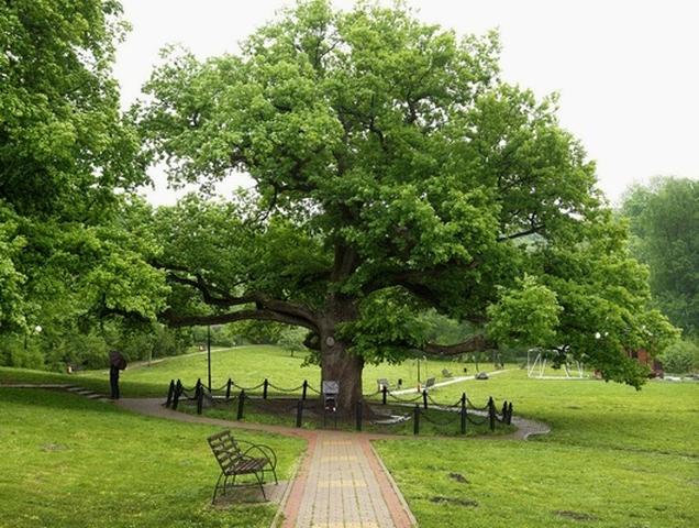 В конкурсе «Европейское дерево года» белгородский дуб занял третье место